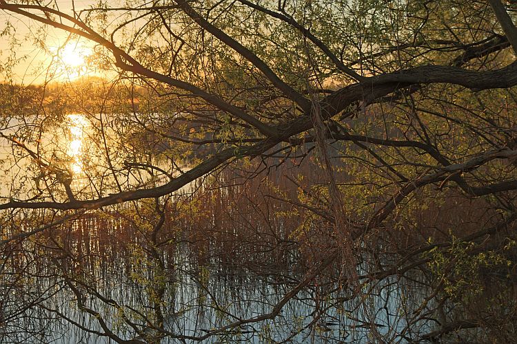 fruehlingsabend-am-peitzer-haelterteich-2-k-f-muehler