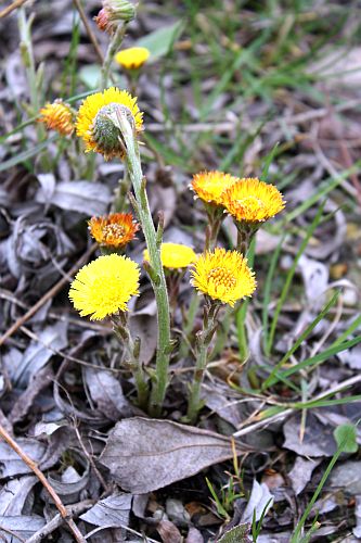 fruehlingsbote-huflattich-von-r-karge_