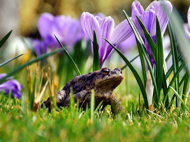 fruehlingsschoenheiten-von-h-mueller