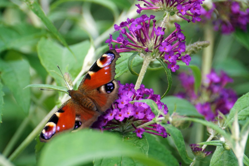 gartenbesucher-h