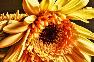 gartenvielfalt-gerbera-k-f-muehler-kopie