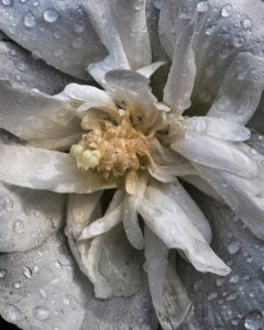 gartenvielfalt-nach-dem-regen-k-f-muehler-kopie