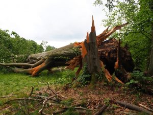 gefallener-baumriese-im-branitzer-bernd-opel