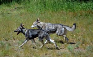 gemeinschaftssinn-p-fritsch