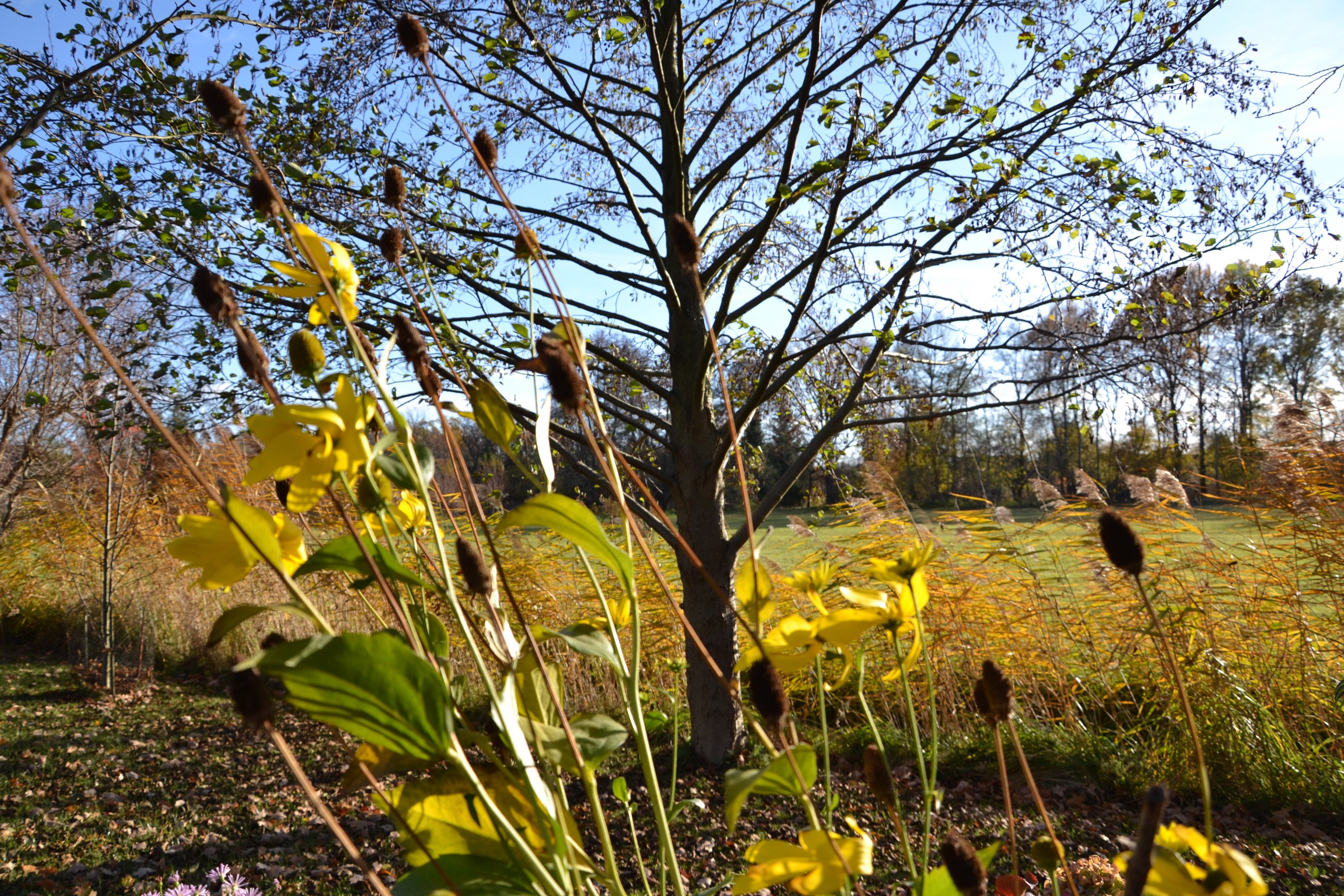 goldener-herbst-p-fritsch