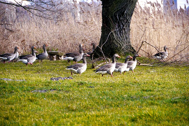 graugaense-am-teich-h-mueller