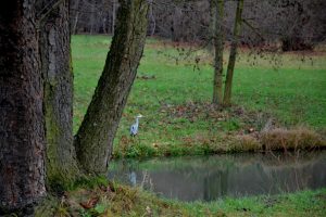 graureiher-im-branitzer-park-p-fritsch