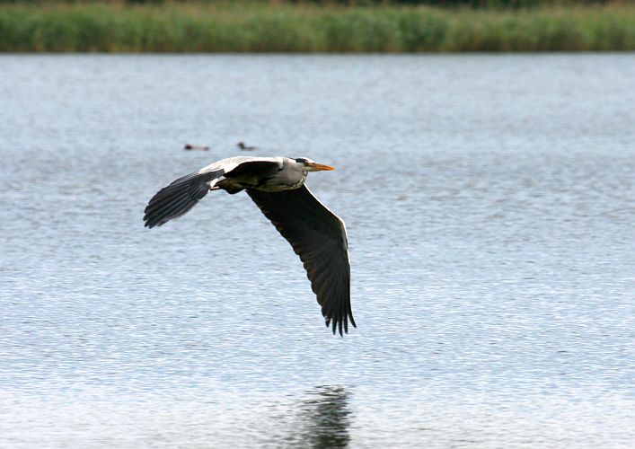 graureiher-ueber-dem-teufeslteich-hk-moeller