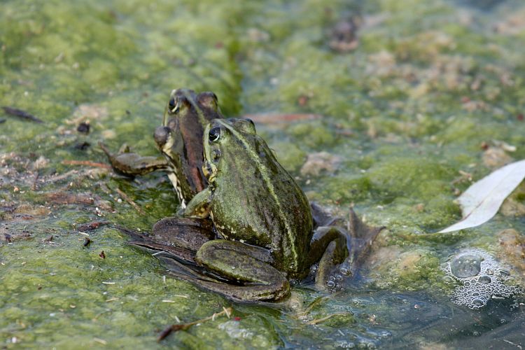gruene-peitzer-teichfroesche-hk-moeller
