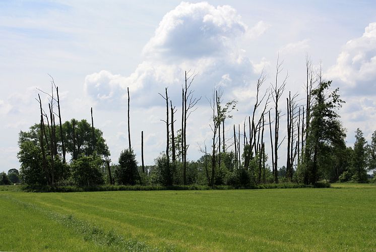 grundwasserabsenkung-mit-folgen-bei-jaenschwalde-r-karge_