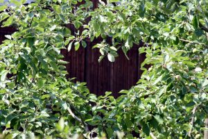 grusz-vom-garten-hk-moeller