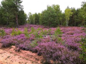 heideblucc88te-in-reicherskrezu-1-h-mucc88ller