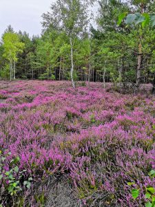 heideblucc88te-in-reicherskrezu-2-h-mucc88ller