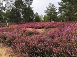 heideblucc88te-in-reicherskrezu-3-h-mucc88ller