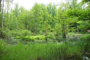 heilige-hallen-bei-feldberg-b-mc3b6cker