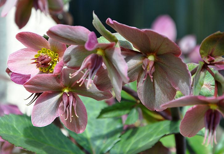 helleborus-p-fritsch