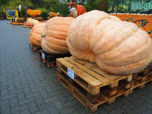 herbst-08-bernd-opel