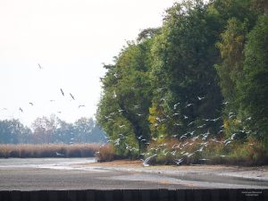 herbst-am-hacc88lterteich-bernd-opel