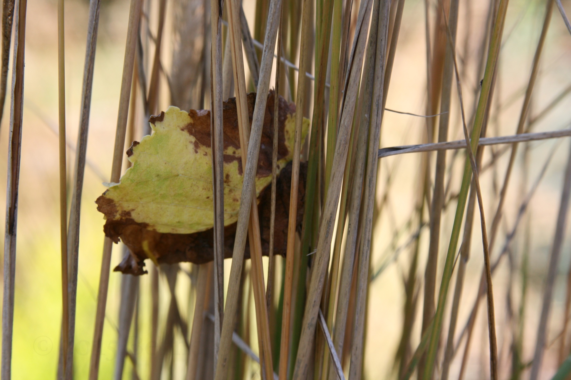 herbst-hk-moeller