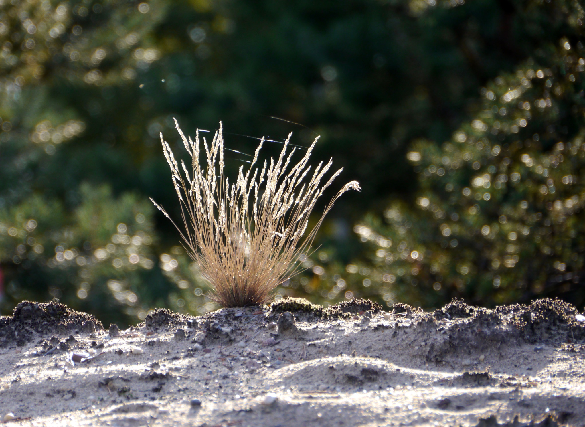 herbst-in-der-heide-h-mueller