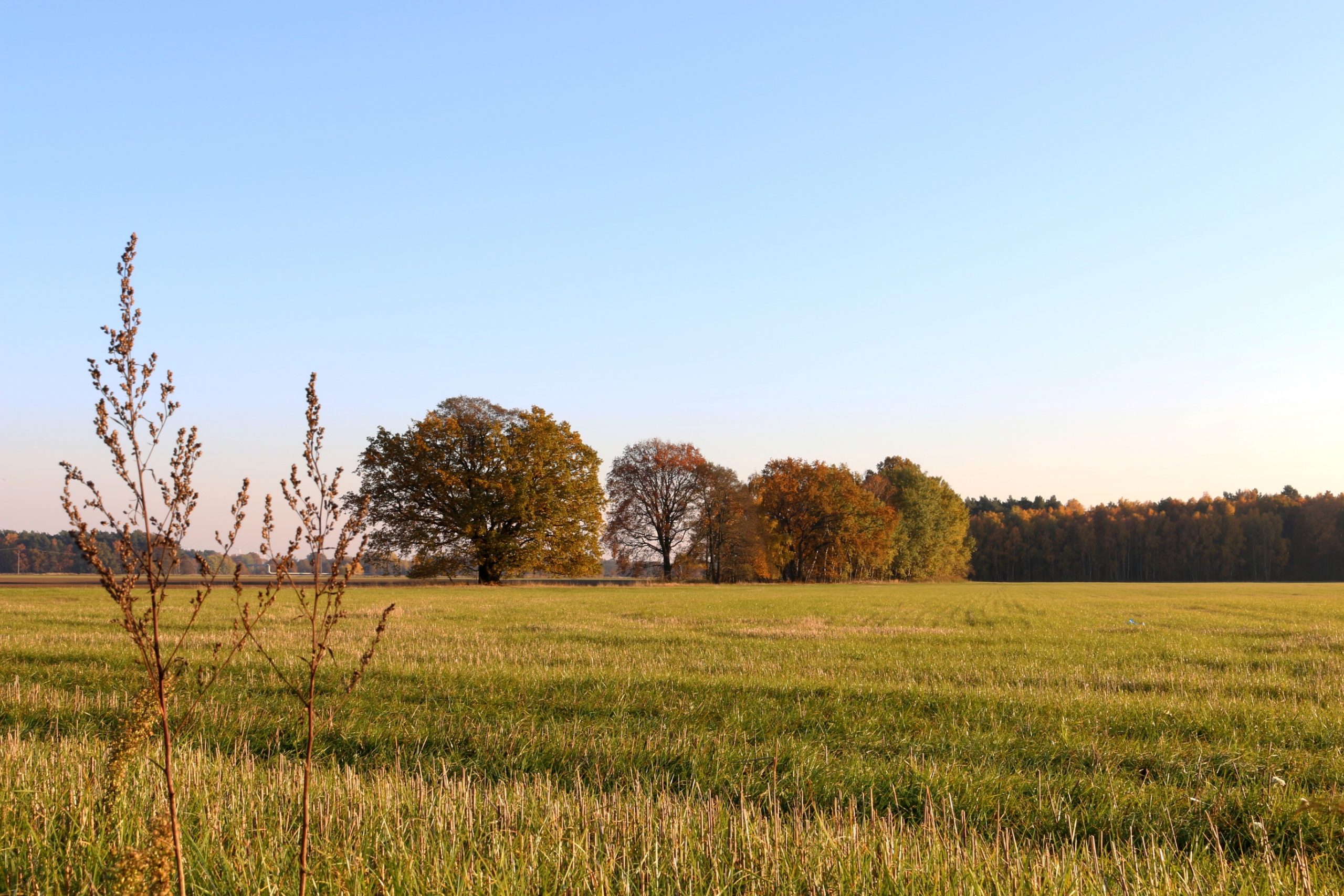 herbst-in-der-mauster-flur-2-k-f-muehler