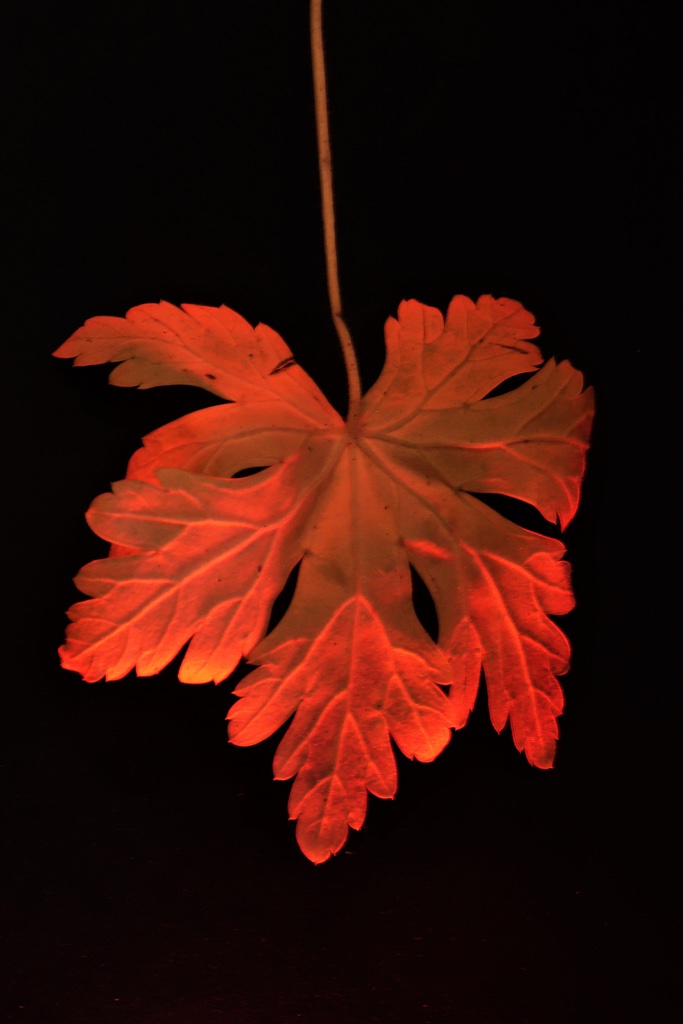 herbstblacc88etter-3-k-f-muehler