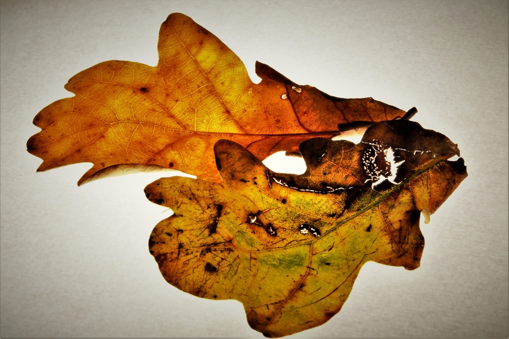 herbstblaetter-1-k-f-muehler-kopie