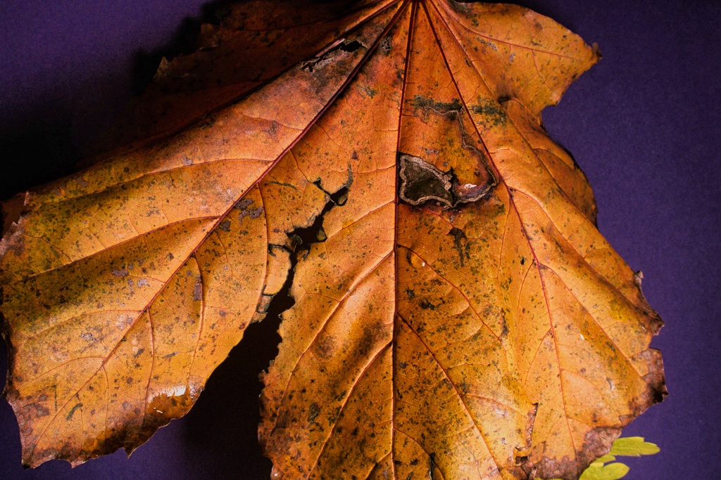 herbstblaetter-1-k-f-muehler