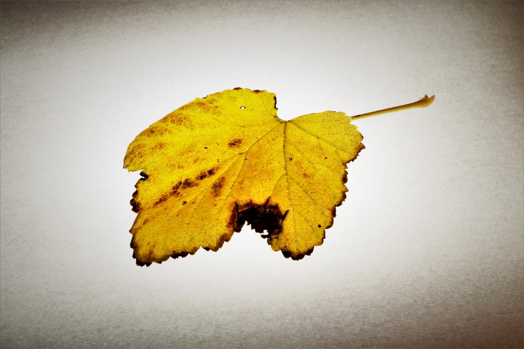 herbstblaetter-2-k-f-muehler-kopie