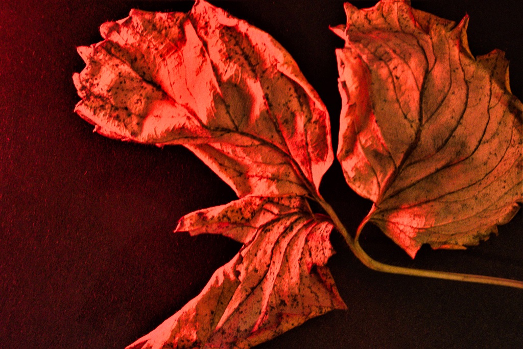 herbstblaetter-2-k-f-muehler