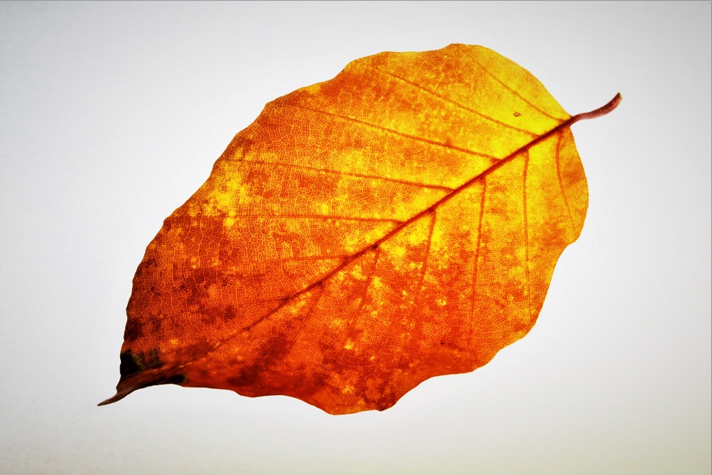 herbstblaetter-3-k-f-muehler-kopie
