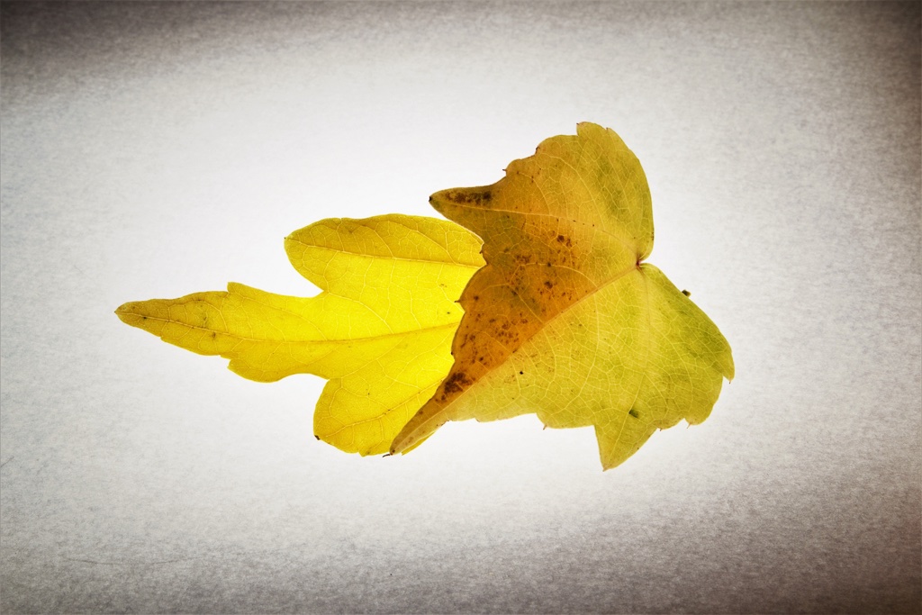 herbstblaetter-4-k-f-muehler-kopie