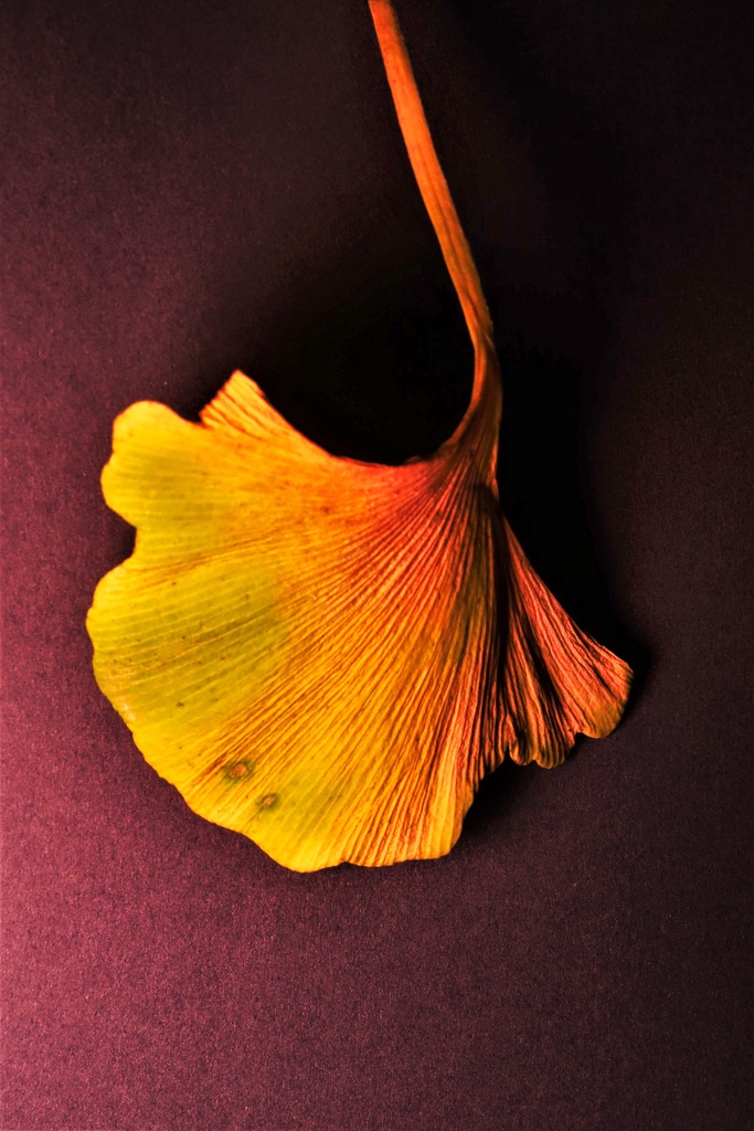 herbstblaetter-4-k-f-muehler