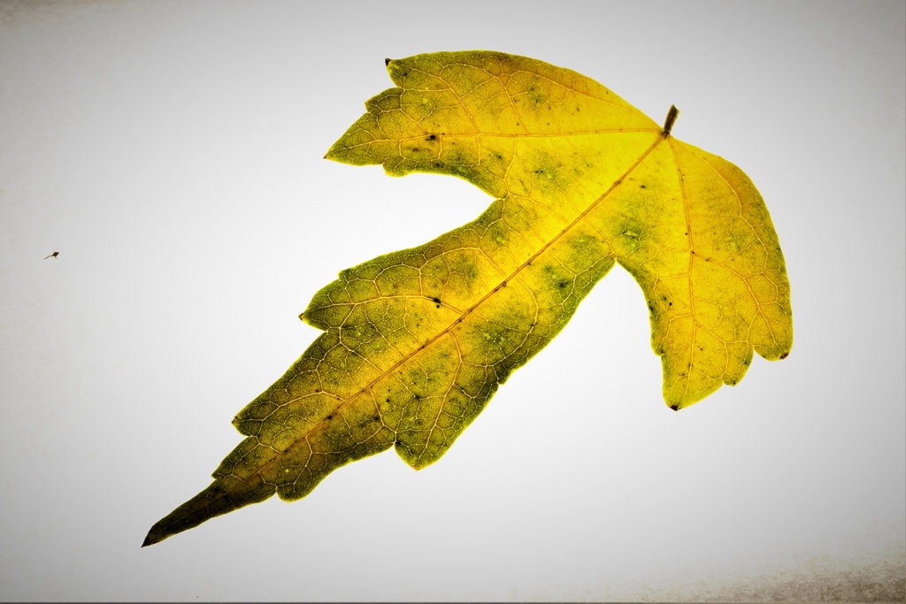 herbstblaetter-5-k-f-muehler-kopie