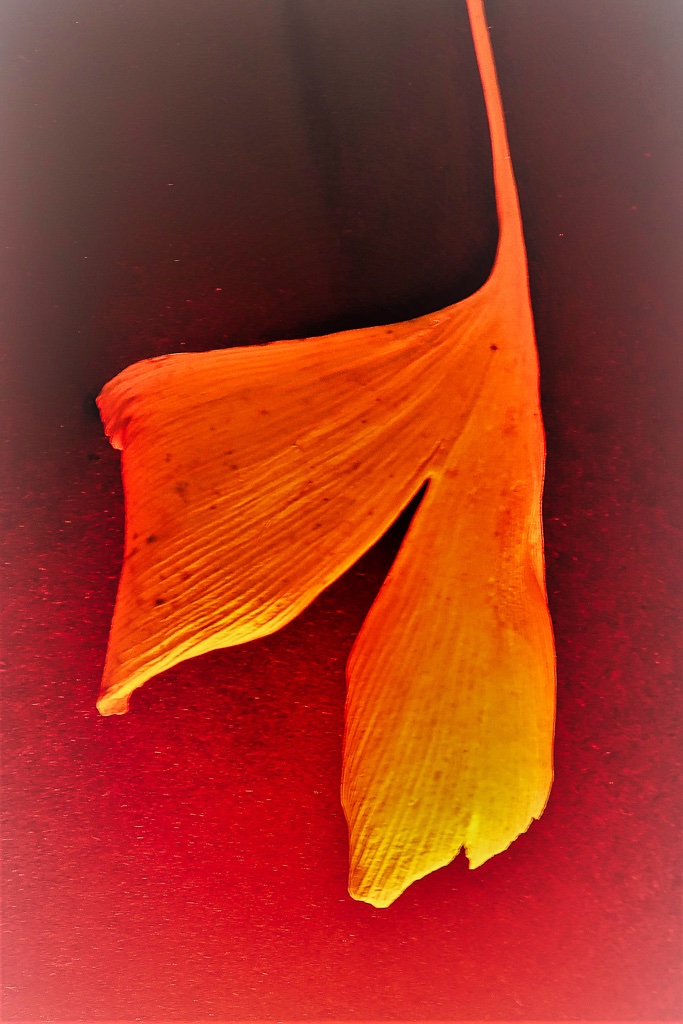 herbstblaetter-5-k-f-muehler