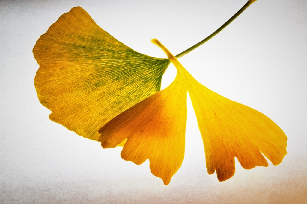 herbstblaetter-7-k-f-muehler-kopie