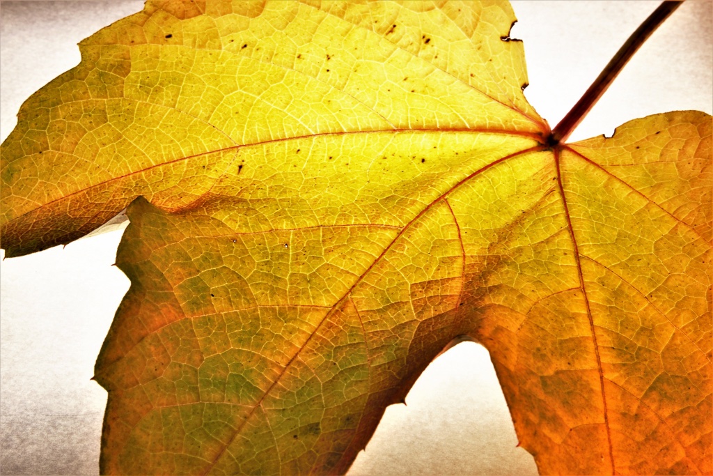 herbstblaetter-8-k-f-muehler-kopie