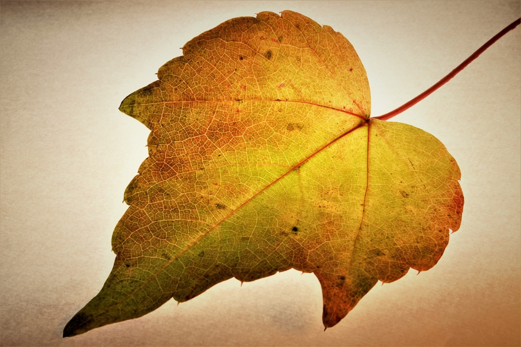 herbstblaetter-9-k-f-muehler-kopie