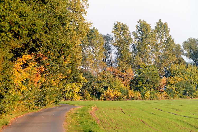 herbstlaub-k-lange