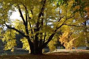 herbstleuchten-p-fritsch
