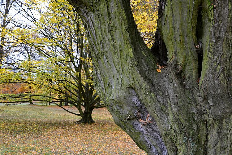 herbststimmung-p-fritsch