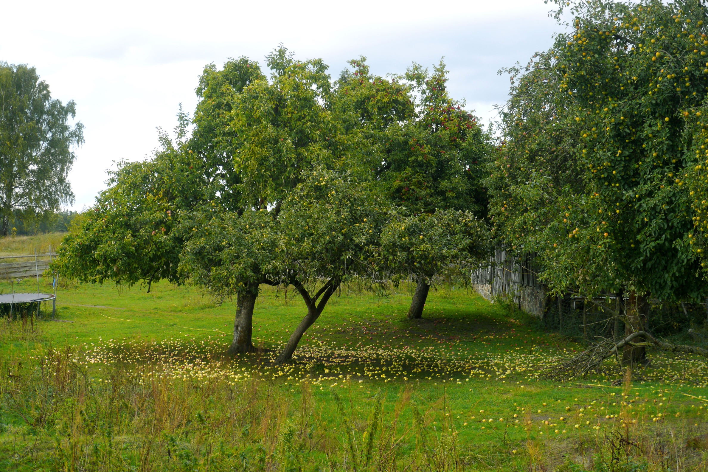 herbstzeit-h-mueller