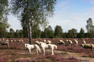 hk-moeller-lieberoser-heide-im-wandel-3-landschaftspfleger-gut-bewacht