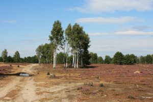 hk-moeller-lieberoser-heide-im-wandel-4-nach-den-schafen-reichardskreuz