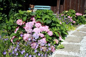 hortensienzeit-r-karge_