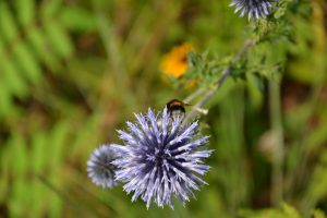hummel-bei-der-arbeit-p-fritsch