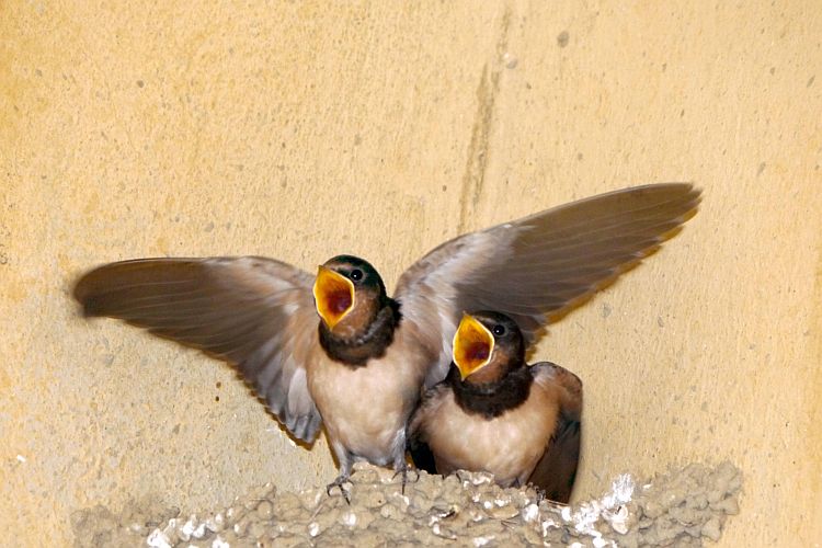 hungrige-schwalbenkinder-h-mueller