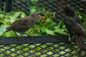 hungriger-teenager-b-mocc88cker