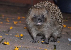 ich-bin-borstel-k-lange