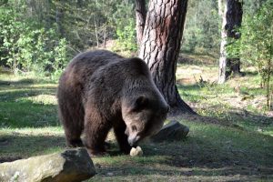 igor-mit-dem-sellerie-p-fritsch